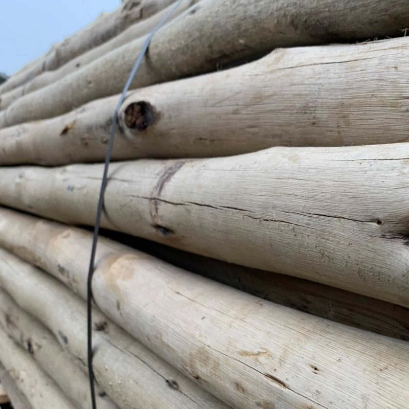 paal eucalyptus